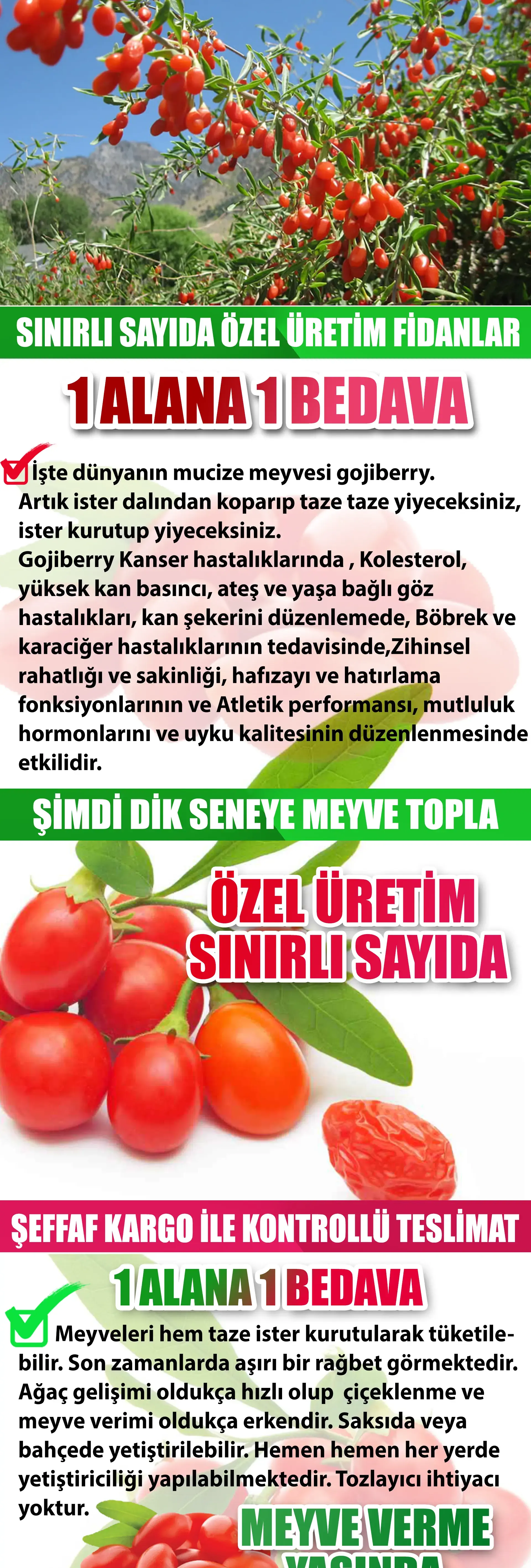Gojiberry fidanı