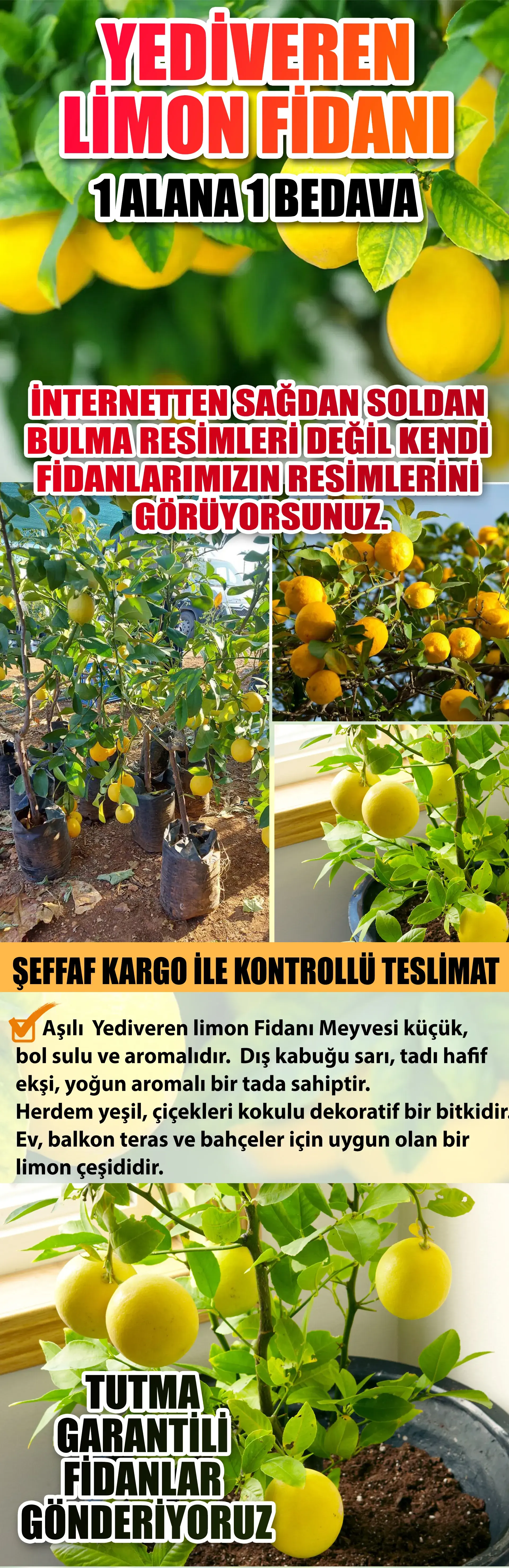 Yediveren Limon Fidanı