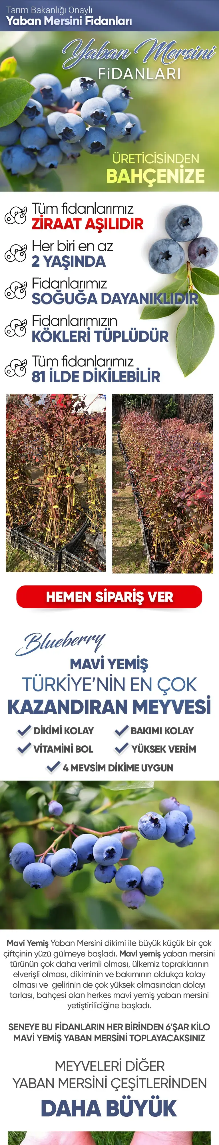 Yaban Mersini Fidanı