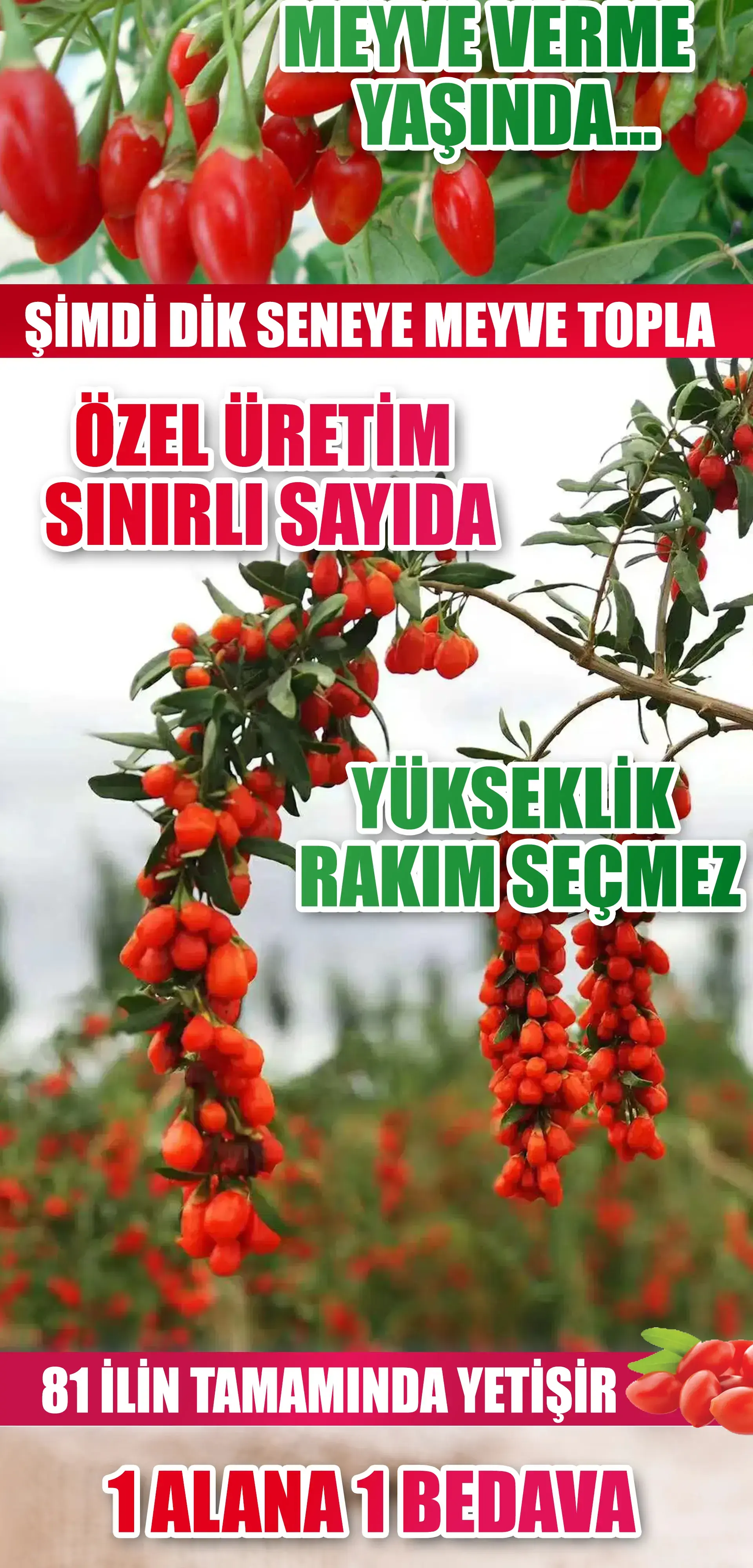 Gojiberry fidanı