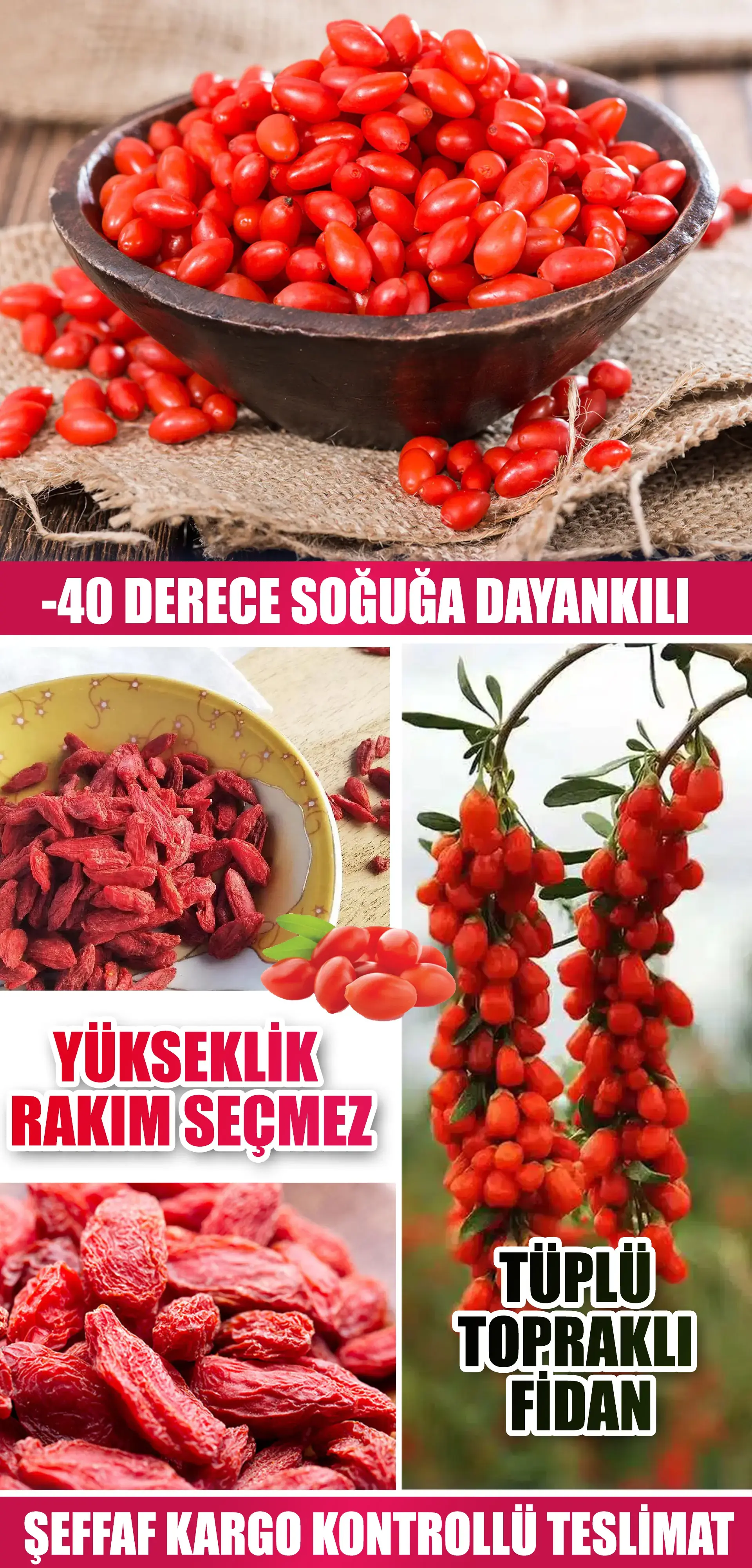 Gojiberry fidanı