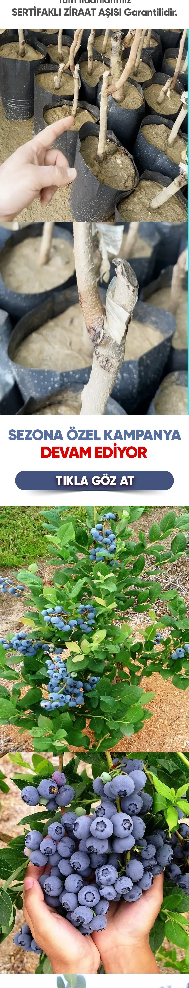 Yaban Mersini Fidanı