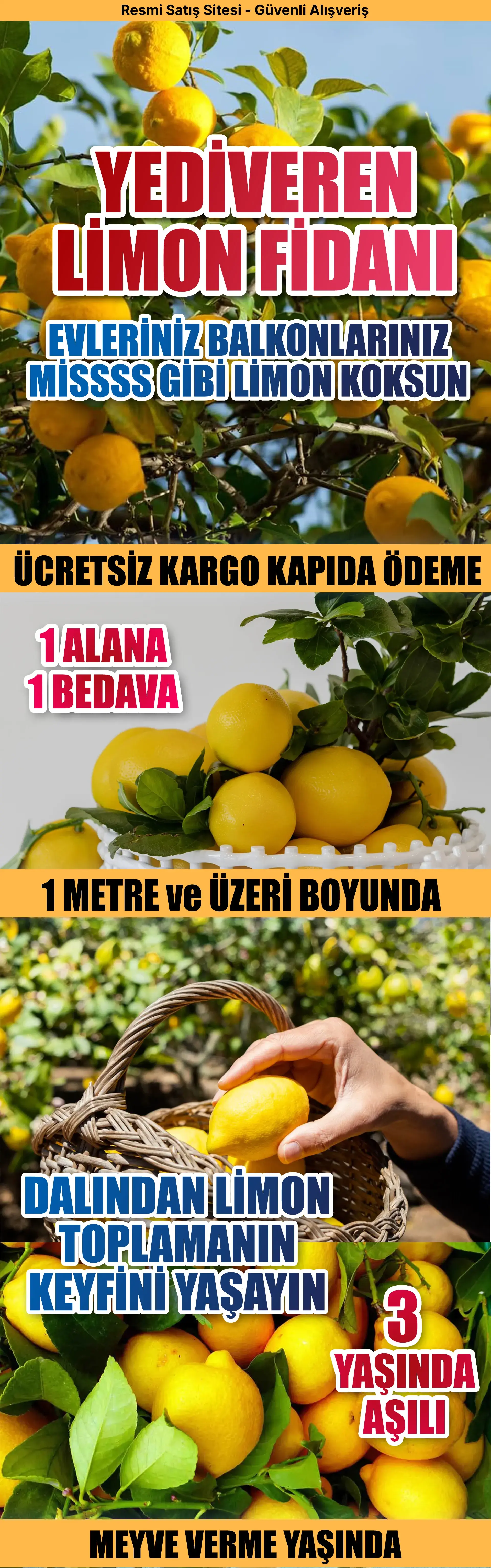 Yediveren Limon Fidanı