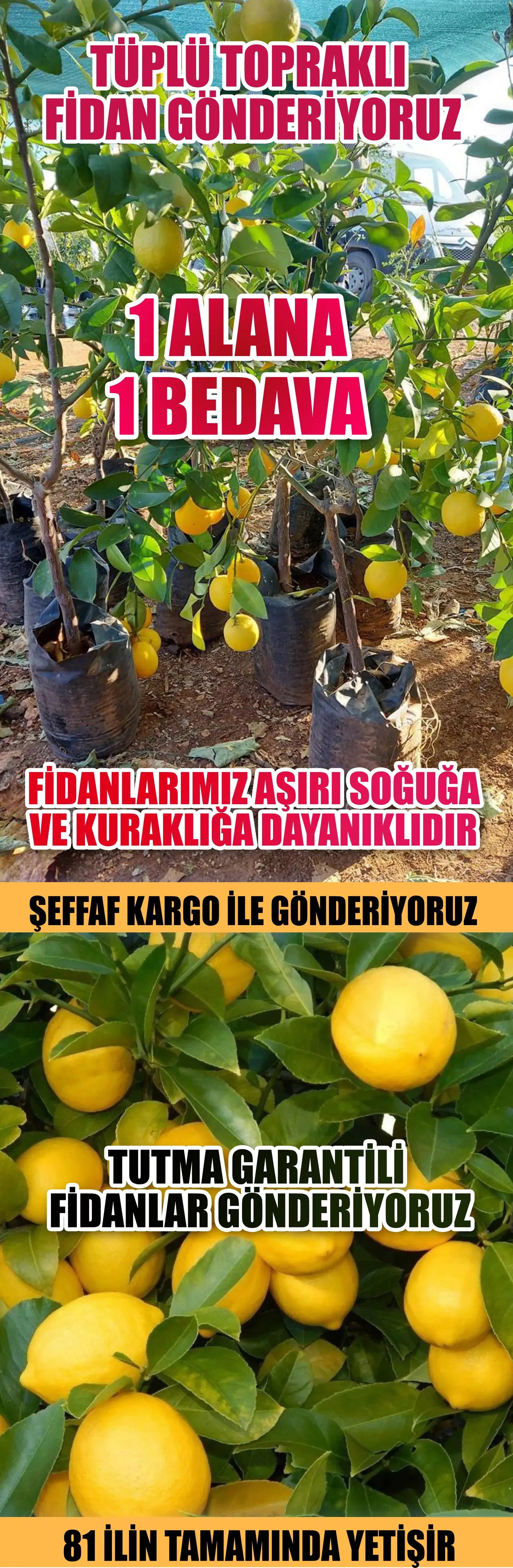 Yediveren Limon Fidanı