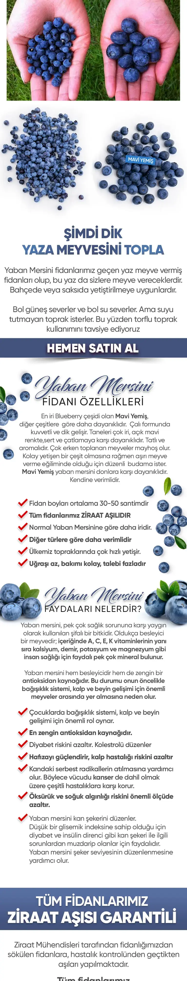 Yaban Mersini Fidanı