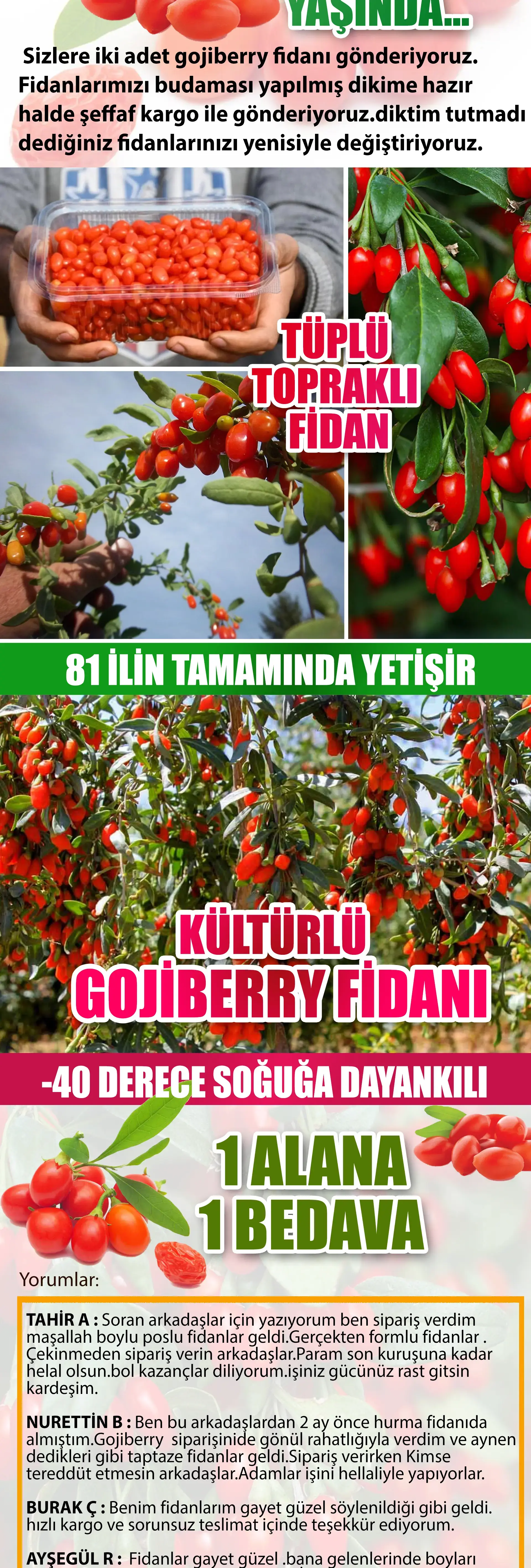 Gojiberry fidanı